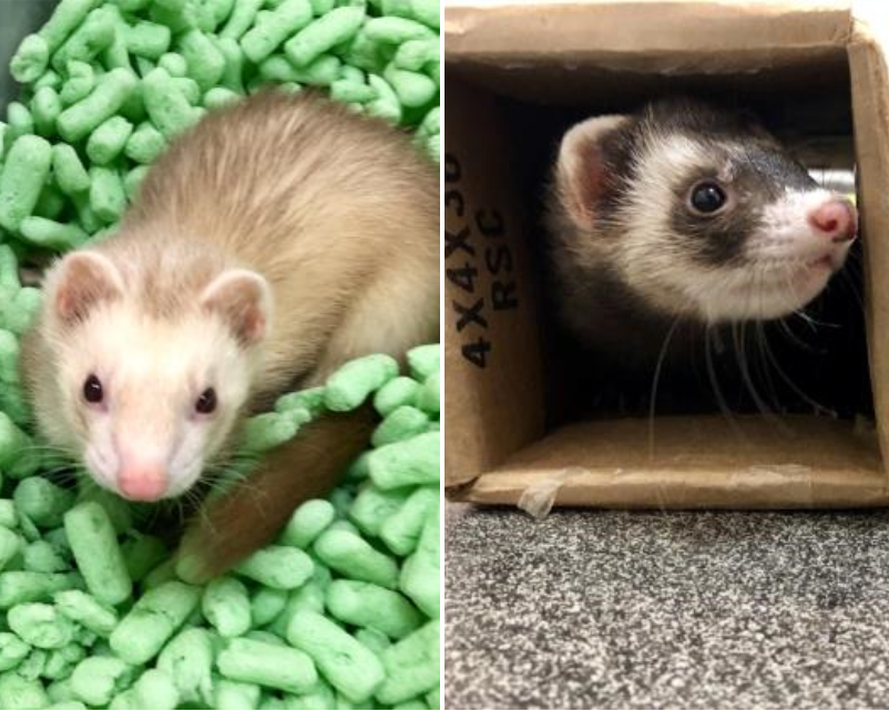 Pet of the Week: Kevin and Fabian