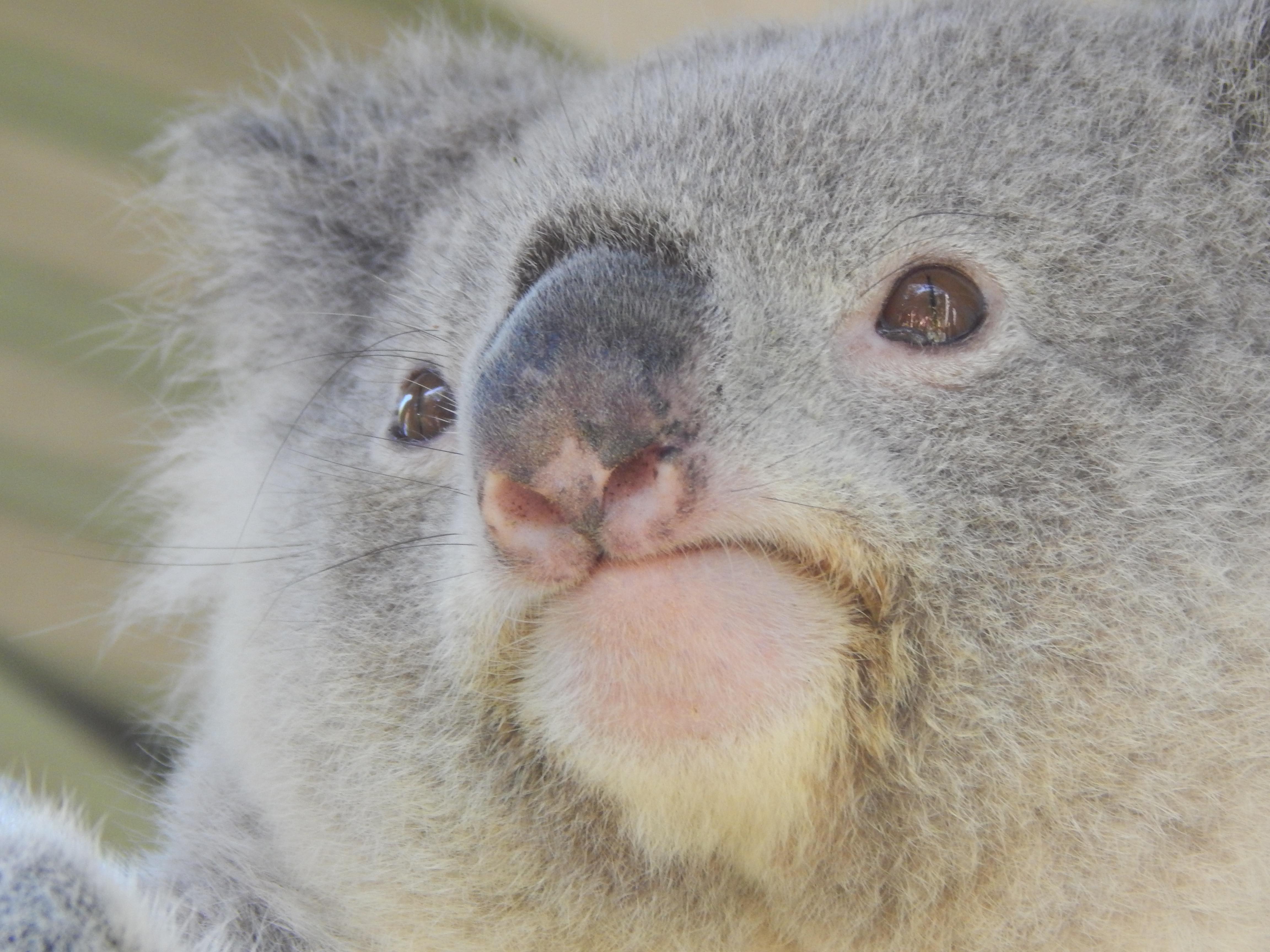 Australia Animal Relief Effort