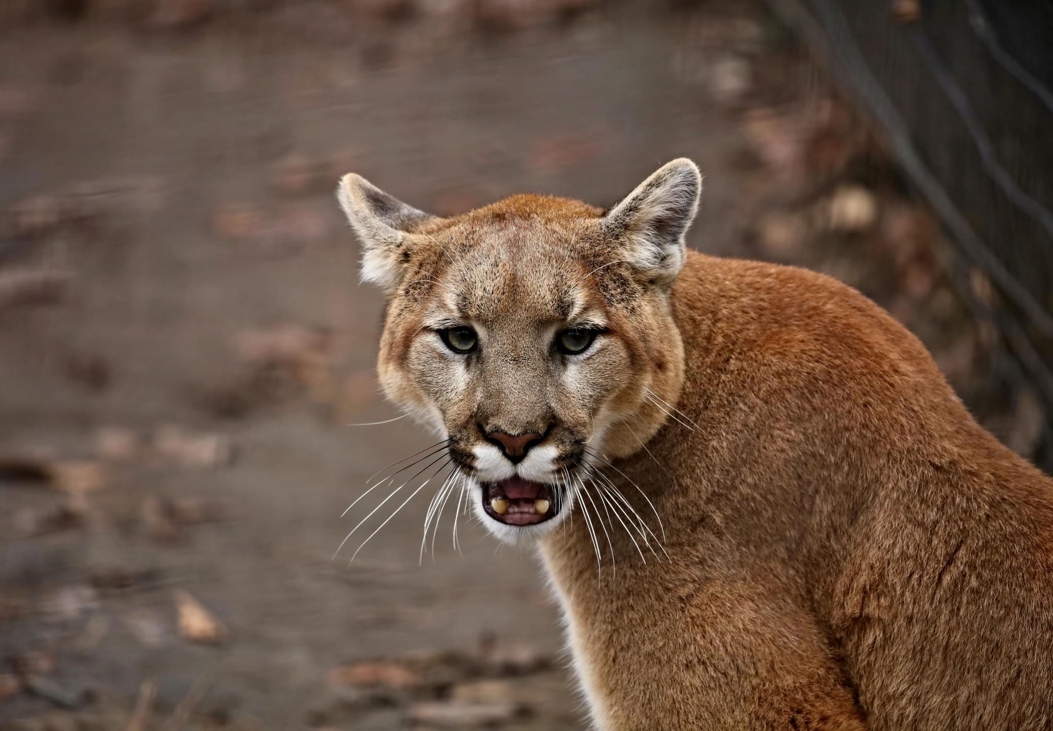 Melissa in the Morning: Cougar Man