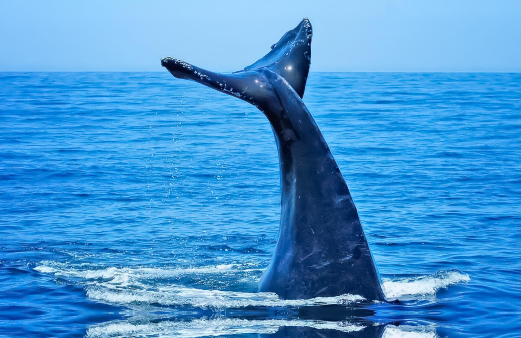 Melissa in the Morning: Speaking Whale