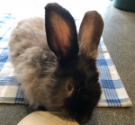 WICC Pet of The Week