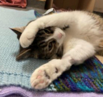 WICC Pet of The Week