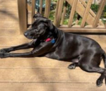 WICC Pet of The Week