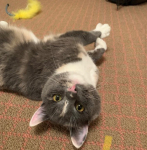 WICC Pet of The Week