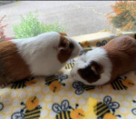 WICC Pet of The Week