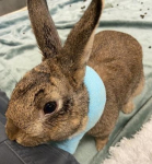 WICC Pet of The Week