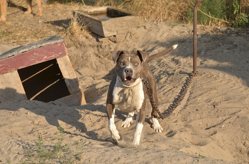 Connecticut Today with Paul Pacelli: Should Owning a Pit Bull Be Illegal?