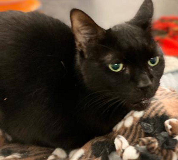 CT Humane Society Pet of the Week