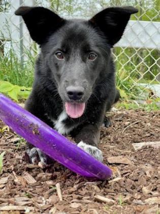 CT Humane Society Pet of the Week