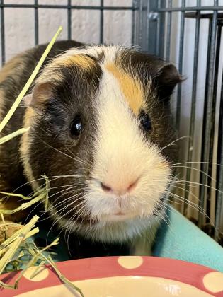 CT Humane Society Pet of the Week