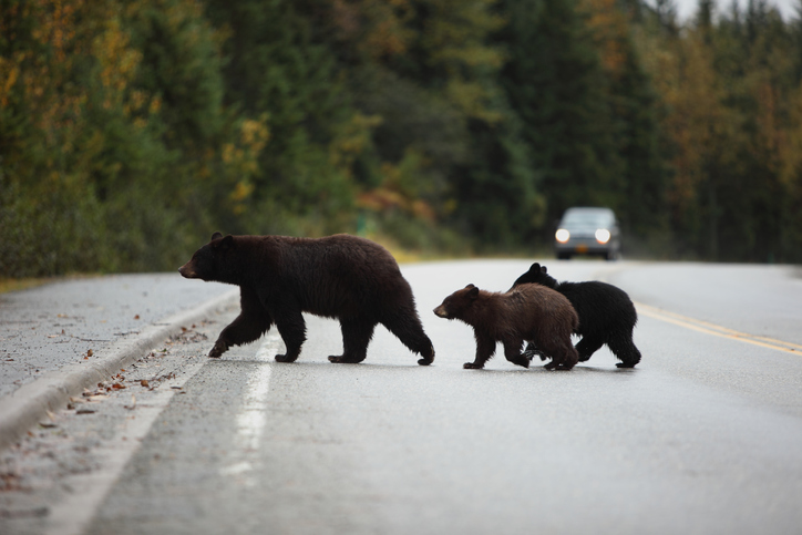 Melissa in the Morning: Bear Policies in CT