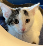 CT Humane Society Pet of the Week