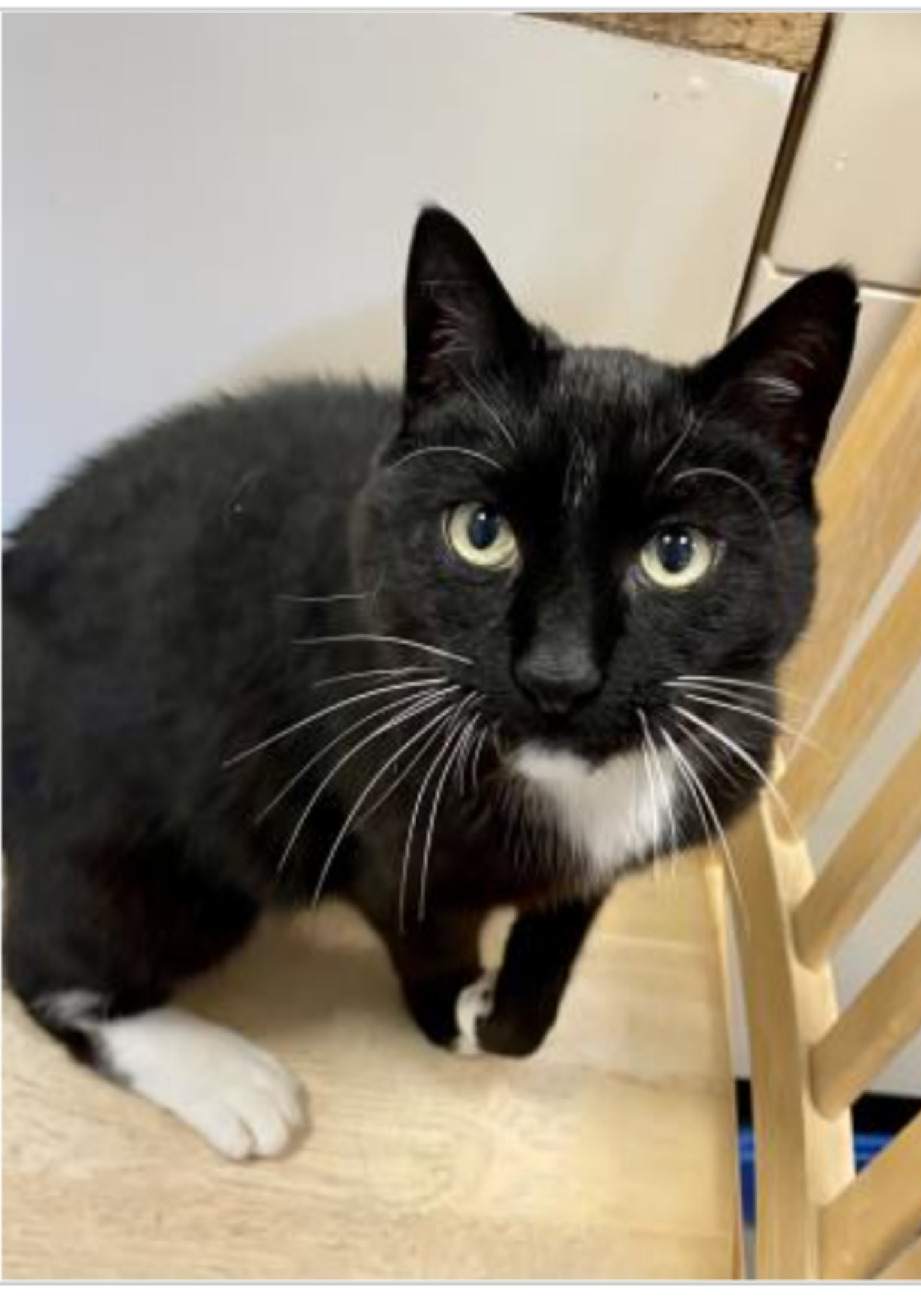 CT Humane Society Pet of the Week