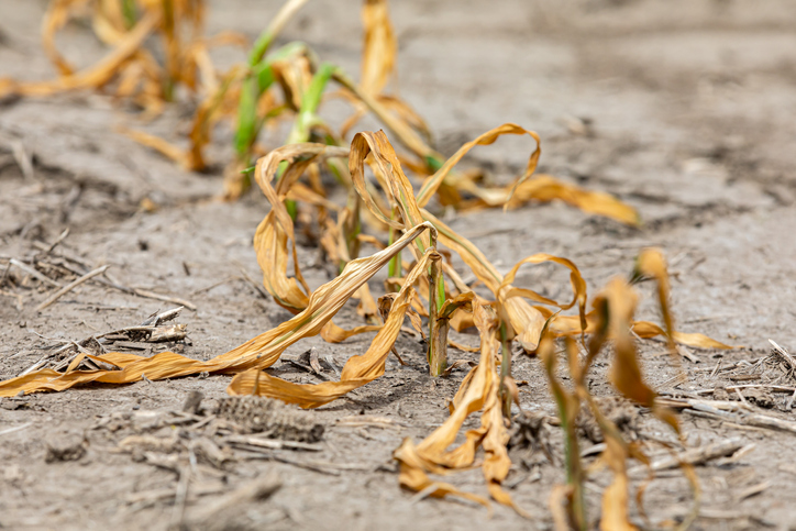 Melissa in the Morning: Drought Troubles
