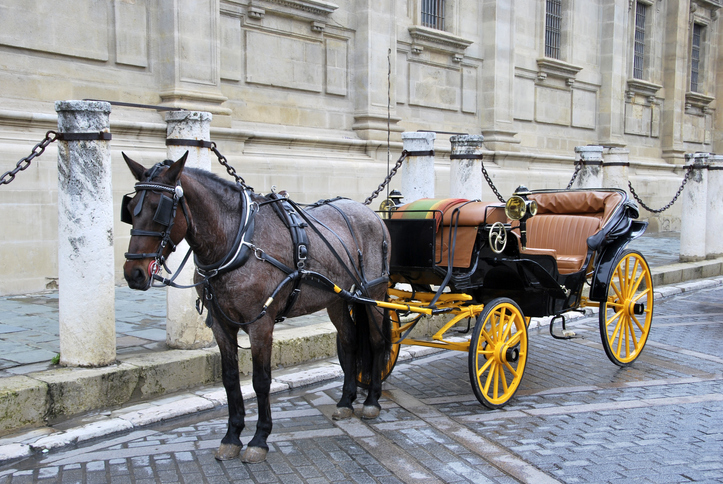 Melissa in the Morning: Banning Horse-Drawn Carriages