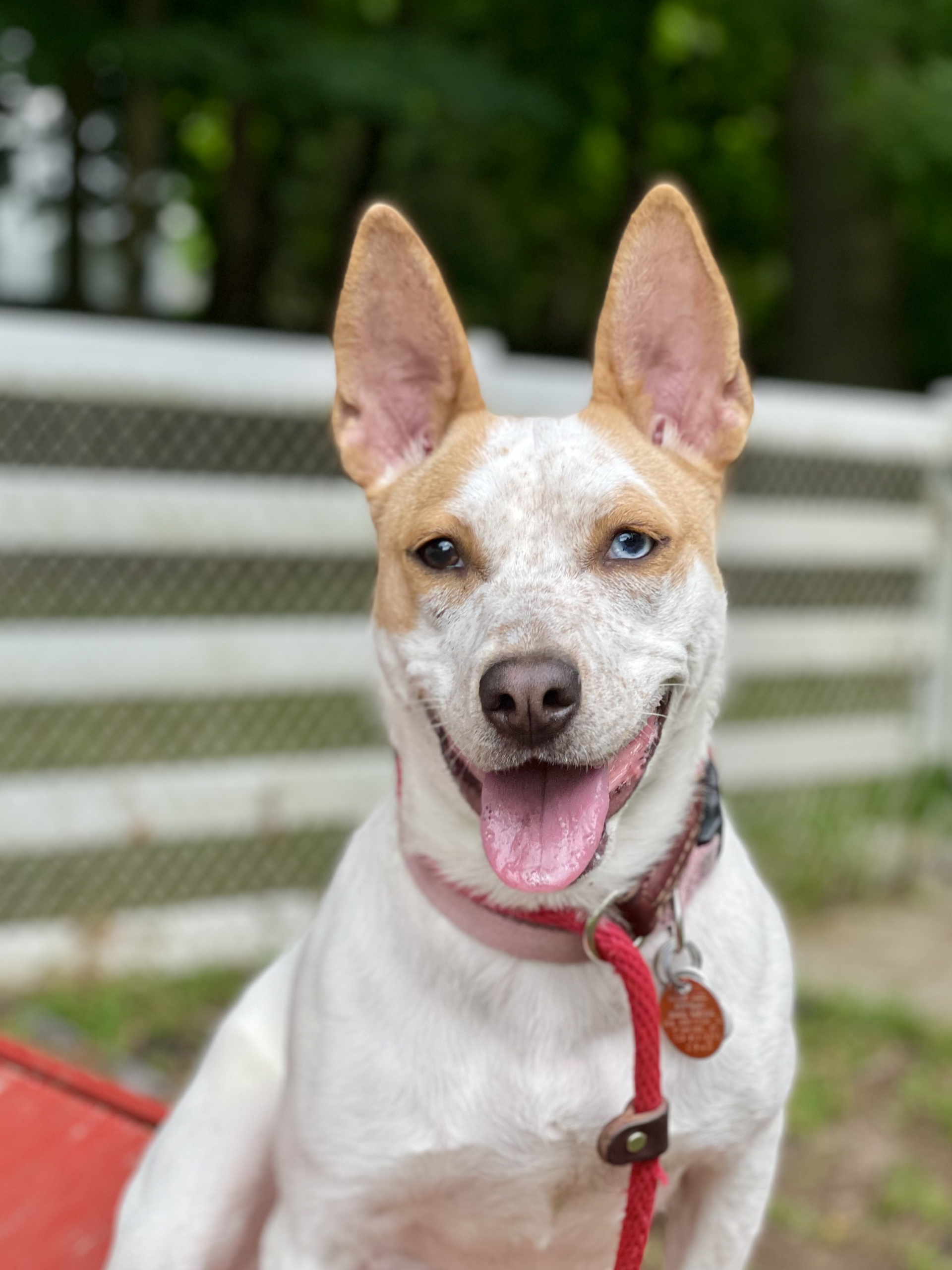 CT Humane Society Pet of the Week