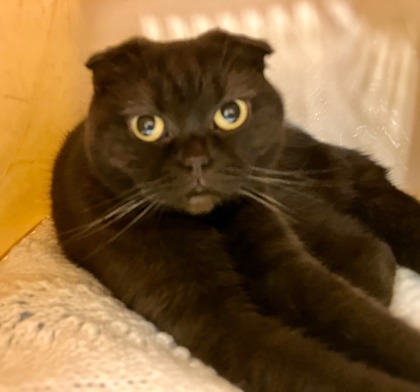 CT Humane Society Pet of the Week