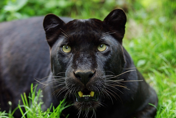 The Lisa Wexler Show – Author Zibby Owens; NatGeo’s Big Cat Photographer Steve Winter; Paul Seegert – 9/22/22￼