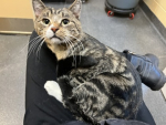 CT Humane Society Pet of the Week