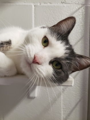 CT Humane Society Pet of the Week