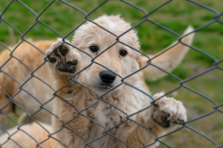 Melissa in the Morning: Puppy Mills across the Pond