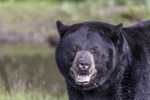 Connecticut Today with Paul Pacelli: A Bear Of A Problem
