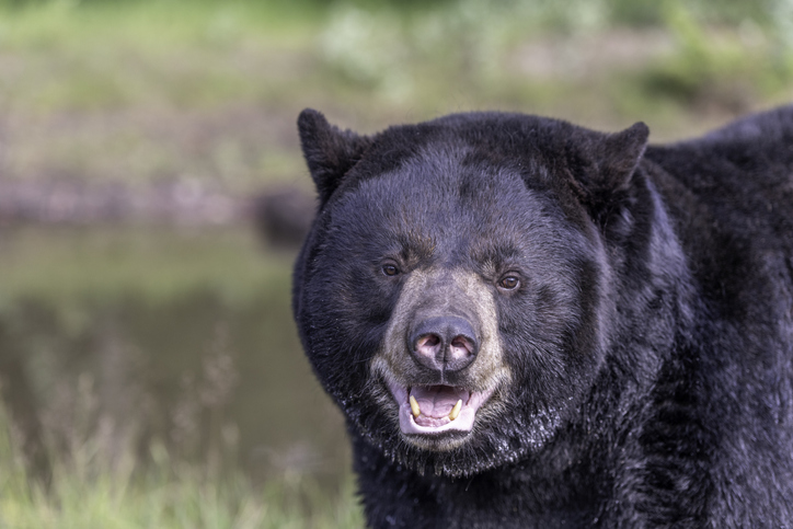 Connecticut Today with Paul Pacelli: A Bear Of A Problem