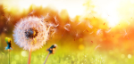 Melissa in the Morning: Allergies High in CT