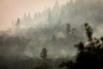 Melissa in the Morning: Smoky Air Hurting Animals