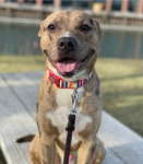 CT Humane Society Pet of the Week