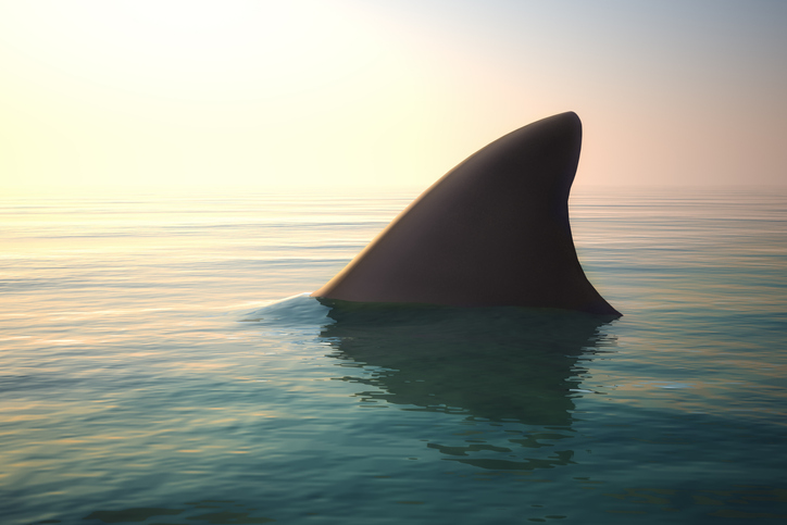 Melissa in the Morning: Learn Some-fin New about Sharks