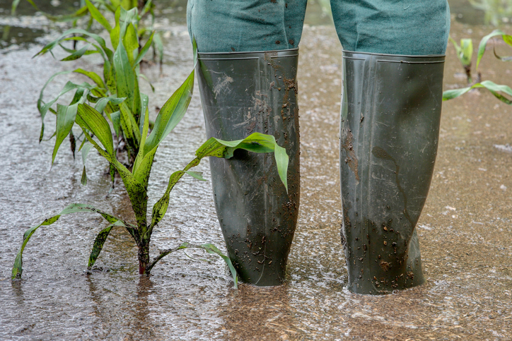 Melissa in the Morning: Flooded Farms