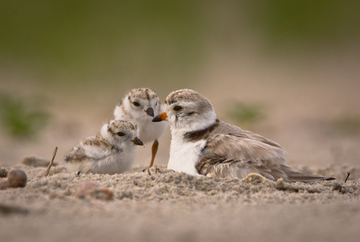 Melissa in the Morning: Piping Plovers