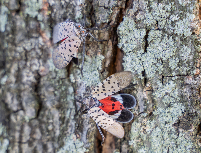 The Lisa Wexler Show – Coping With Invasive, Voracious Spotted Lantern Flies