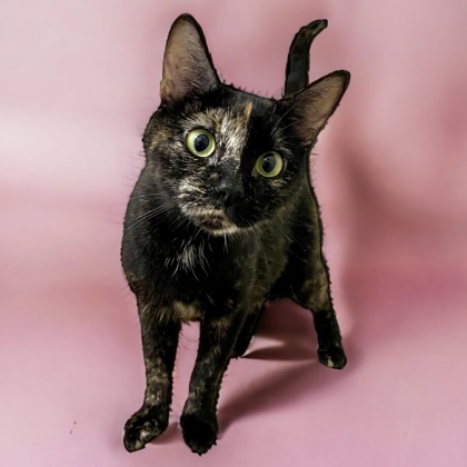 CT Humane Society Pet of the Week