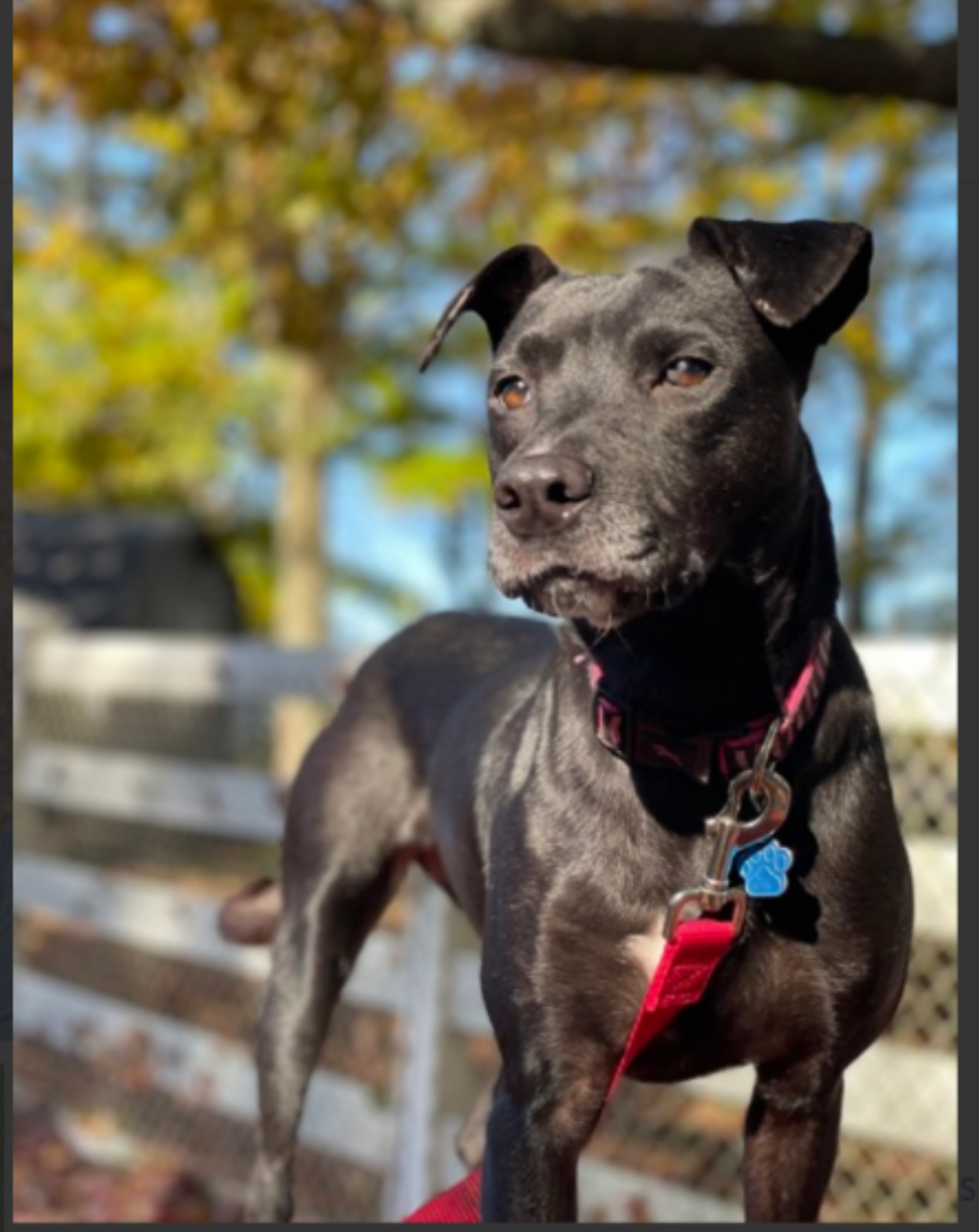 CT Humane Society Pet of the Week