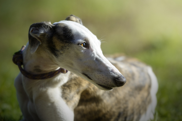 The Lisa Wexler Show – How Two Women Stopped Greyhound Racing In America