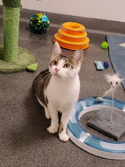 CT Humane Society Pet of the Week