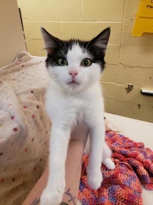 CT Humane Society Pet of the Week