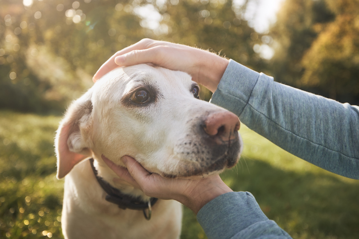 The Lisa Wexler Show – How Can Dogs Age More Healthily, Happily And Live Longer?