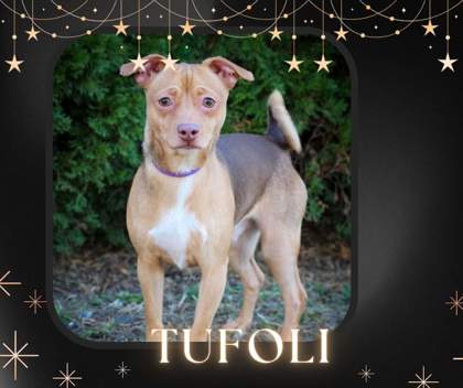 CT Humane Society Pet of the Week