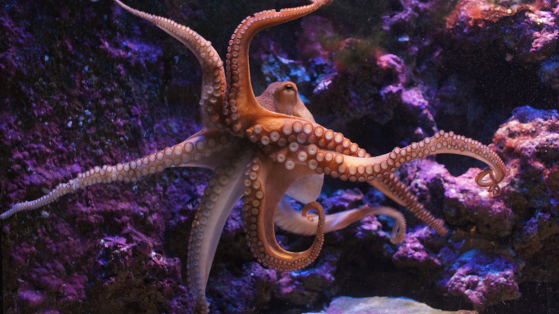 The Lisa Wexler Show – Superpowers Of The Octopus