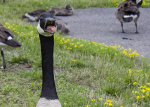 Melissa in the Morning: A Wild Goose Chase