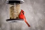 Melissa in the Morning: Smart Bird Feeders