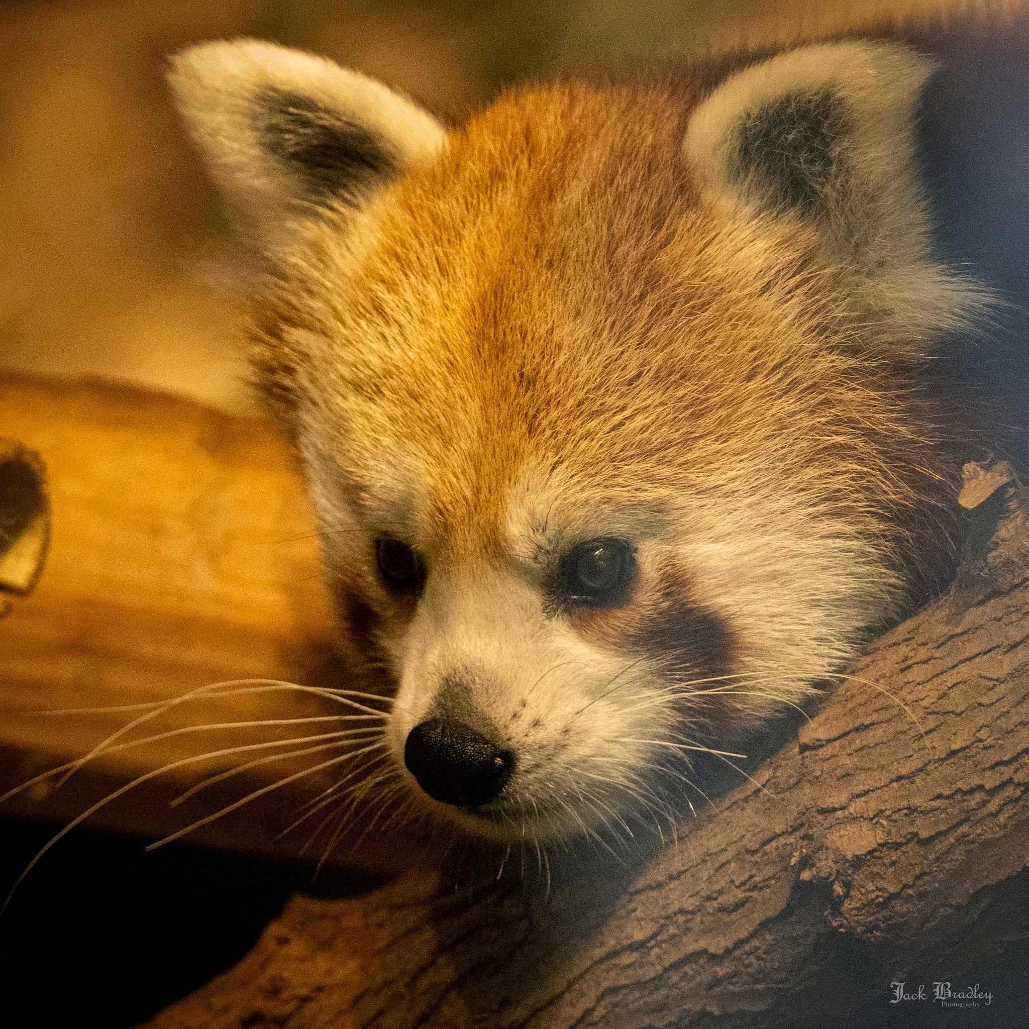 Melissa in the Morning: Red Pandas