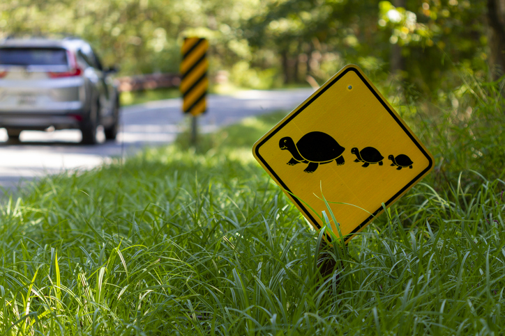 Melissa in the Morning: Turtle Crossing