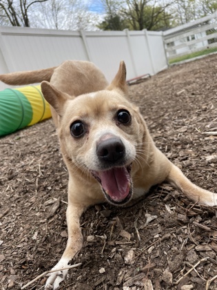 CT Humane Society Pet of the Week