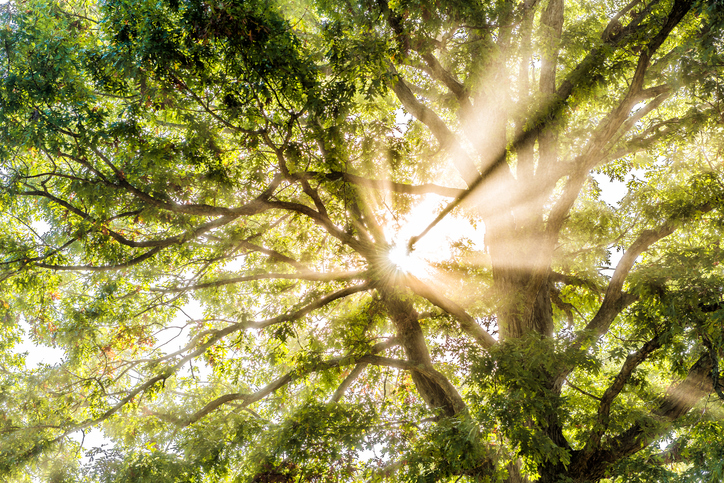 Save Our Trees With Vicky McCarthy