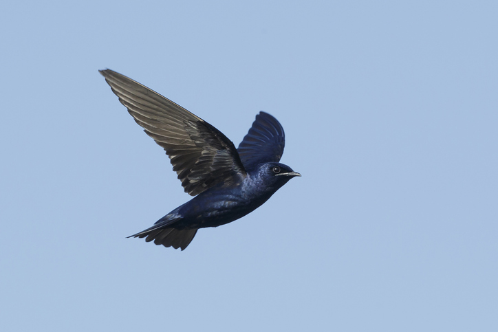 Melissa in the Morning: Purple Martins