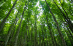 The Lisa Wexler Show – Learn How To Manage Your Forest